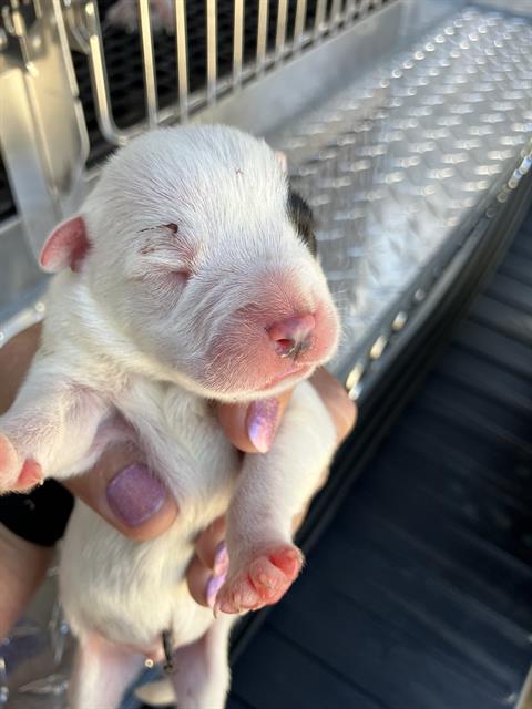 Pup 5