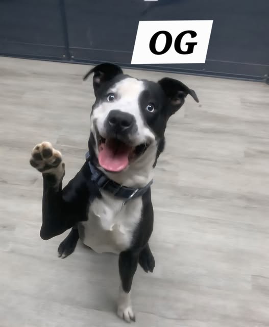 Og