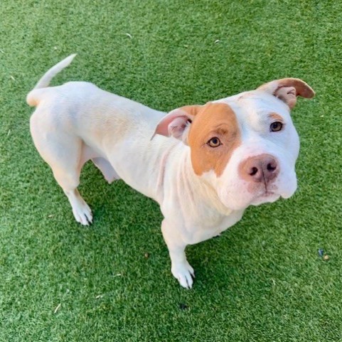 Leelah