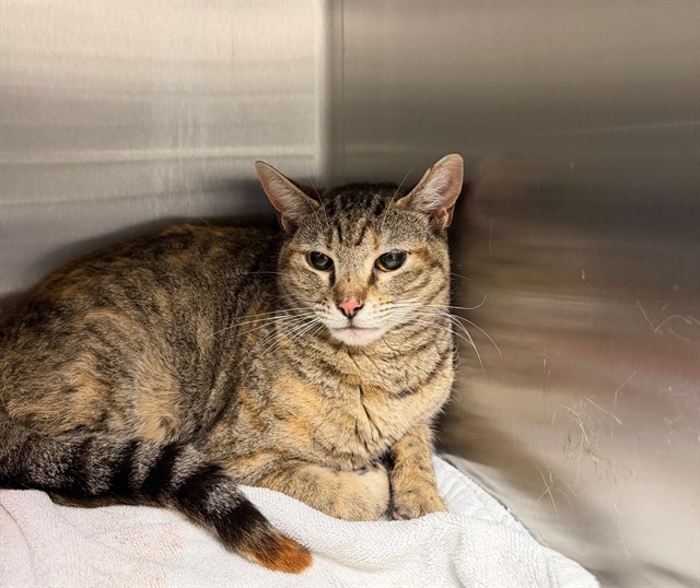 Jolene - Adoption Pending