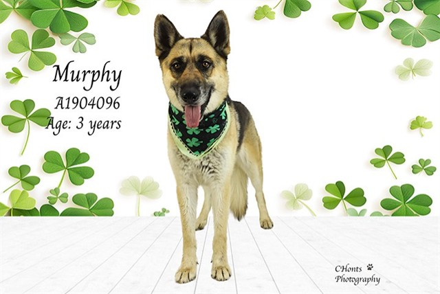 Murphy