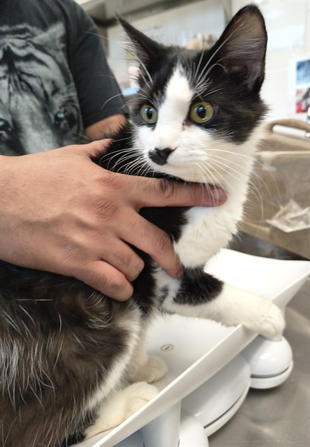 Adoptable Cat