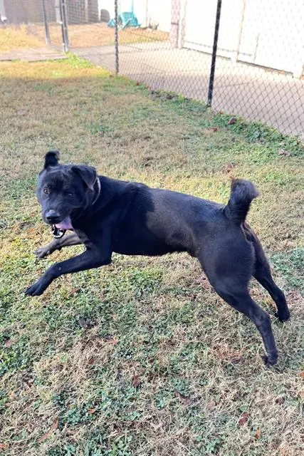 Perrito