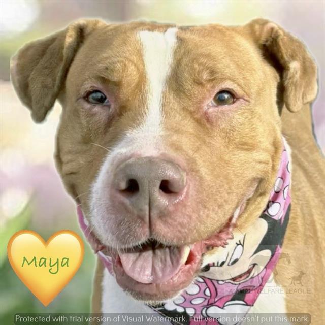 Maya