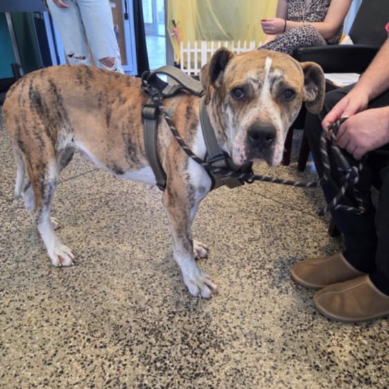 Adoptable Dog