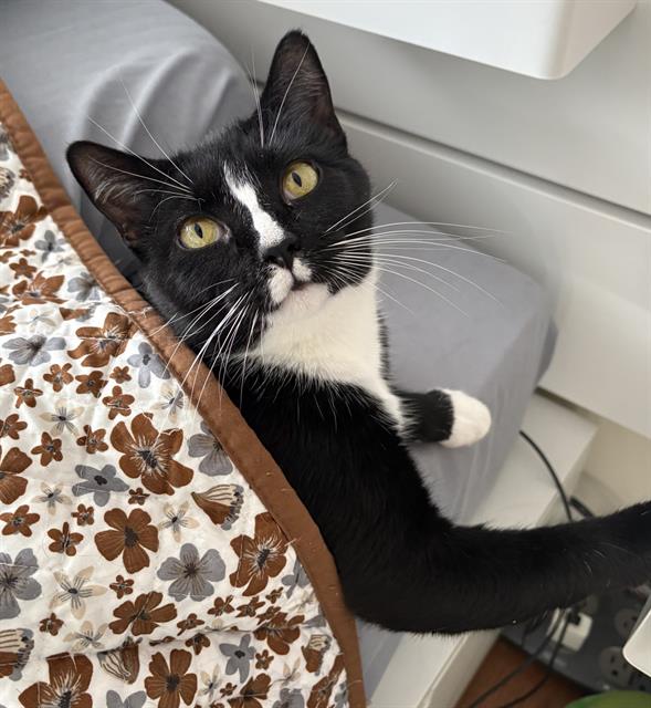 Nova