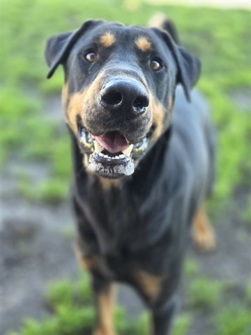 Sarge