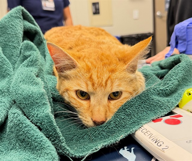 Duckie - Adoption Pending