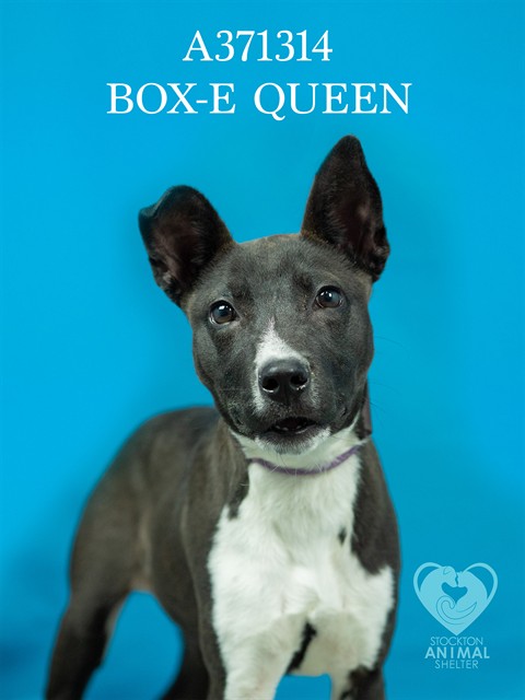 Box-E Queen