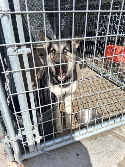 Adoptable Dog