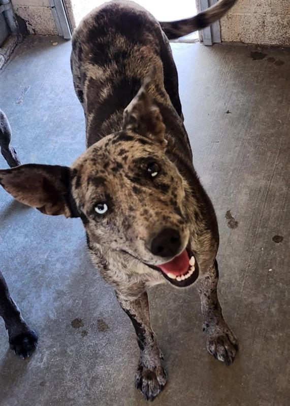 Pepper