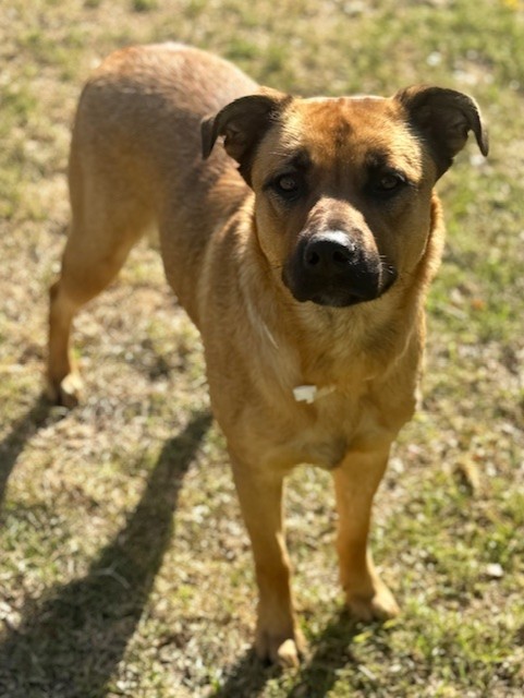Kipper