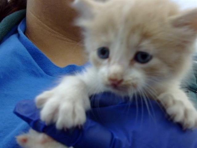 Junior