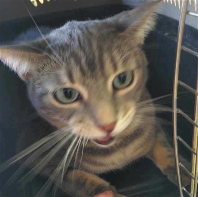 Tabby