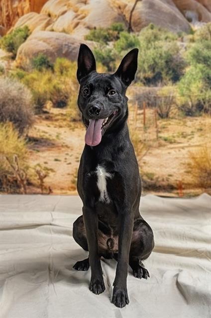 Krypto