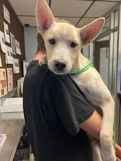 Adoptable Dog