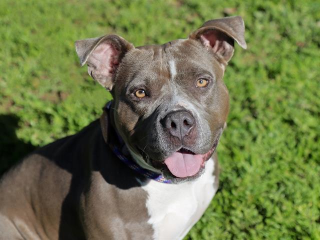 Nova