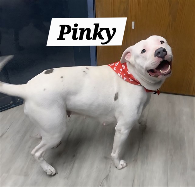 Pinky