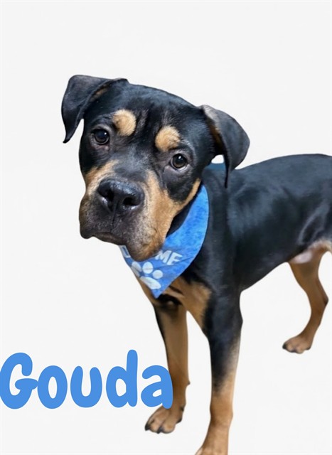 Gouda