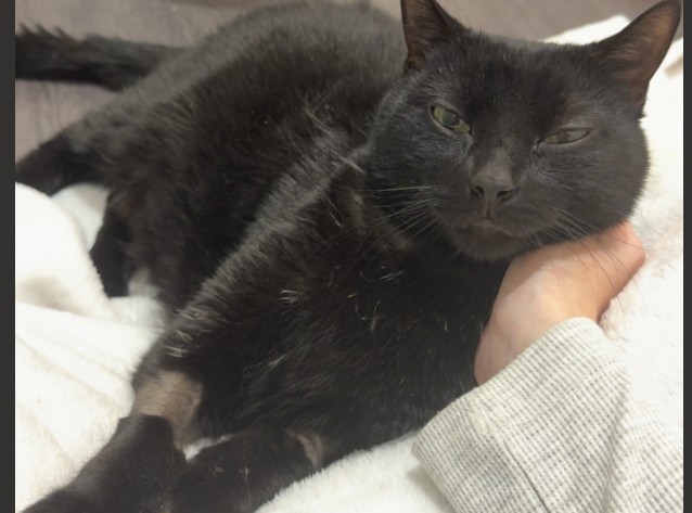 Tibby