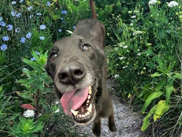 Milo