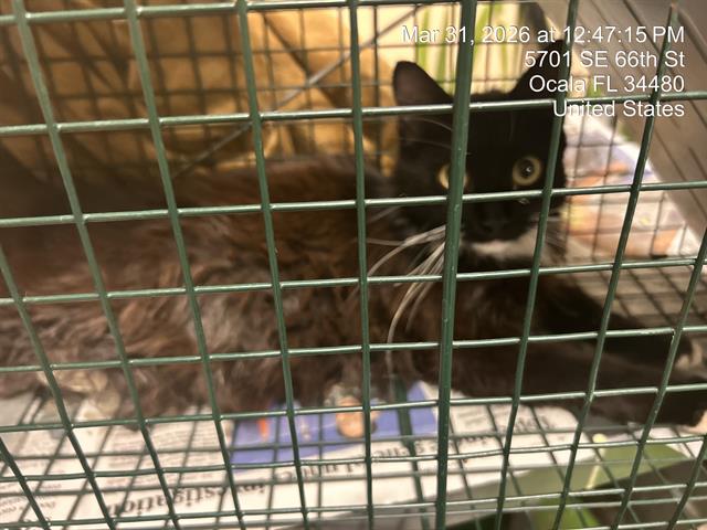 Adoptable Cat