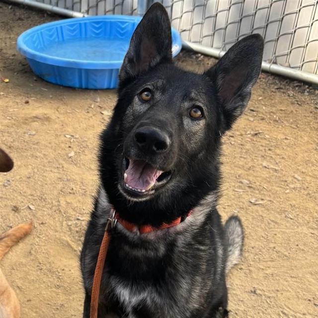Sarge - In Foster