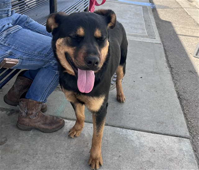 Adoptable Dog