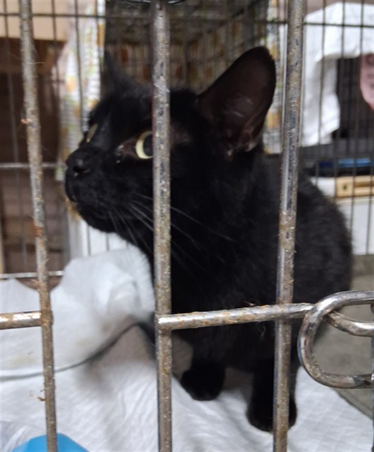 Adoptable Cat