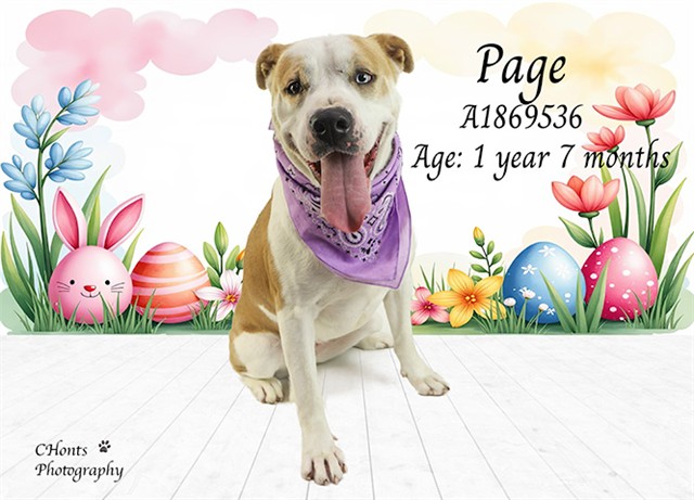 Page