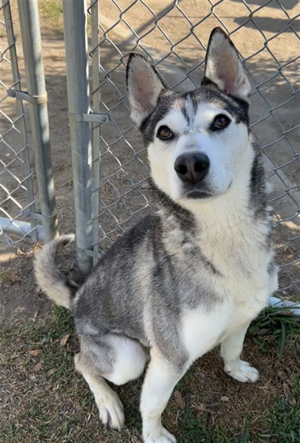 Koda