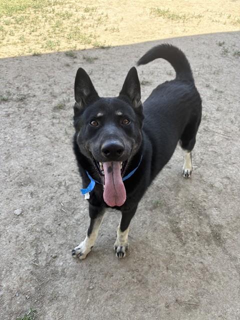 Rosco
