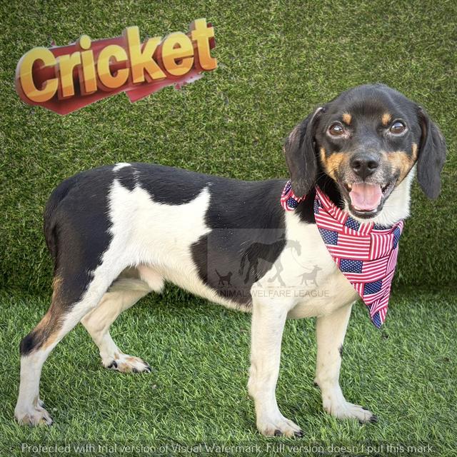 Cricket