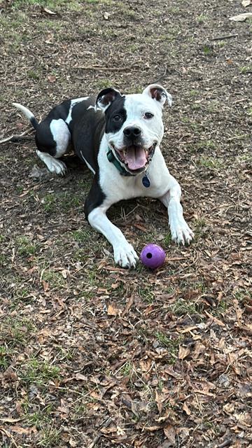 Pongo