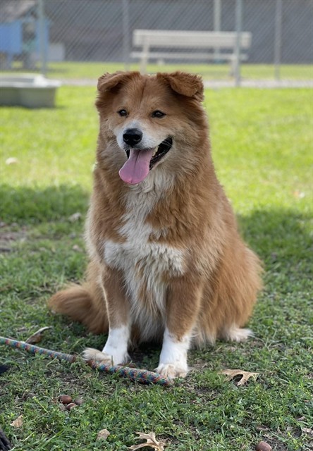 Lobo