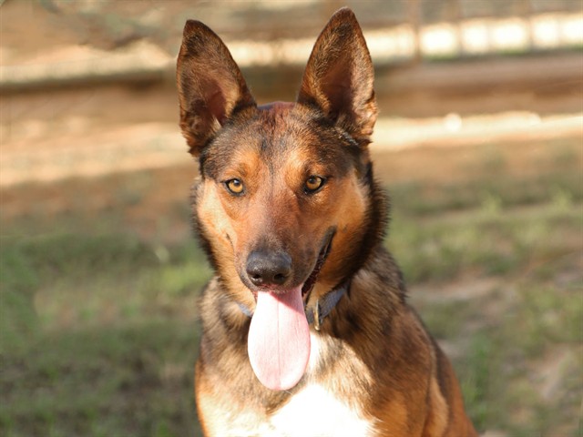 Dani