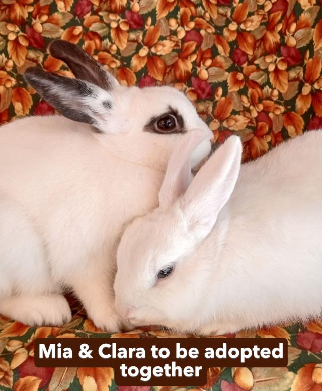 Mia