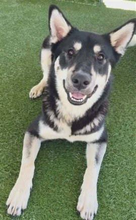 Shep