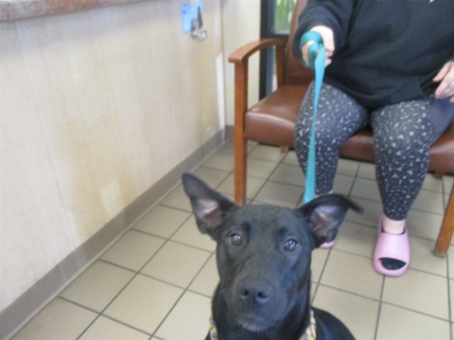 Adoptable Dog