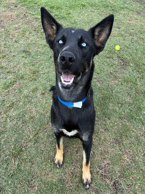 Axel