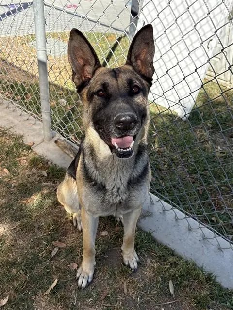 Tasha