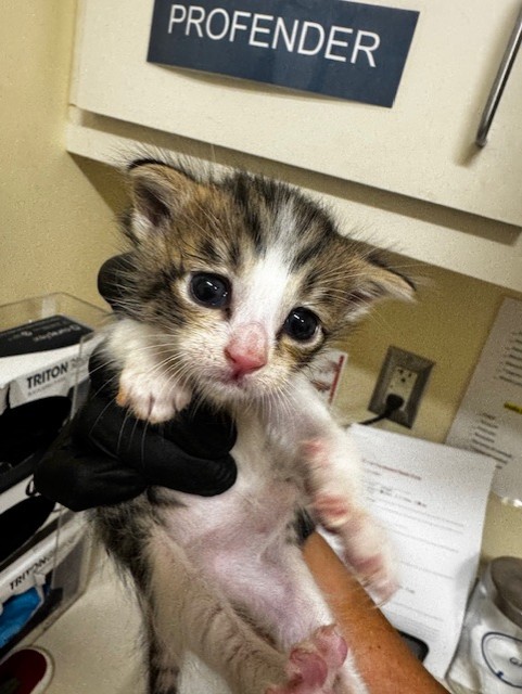 Adoptable Cat