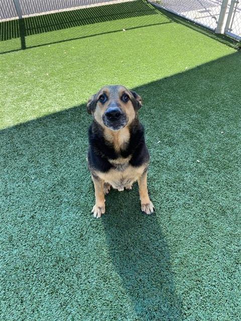 Chico