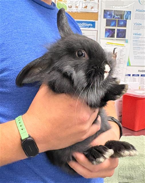 *Bun Jovi