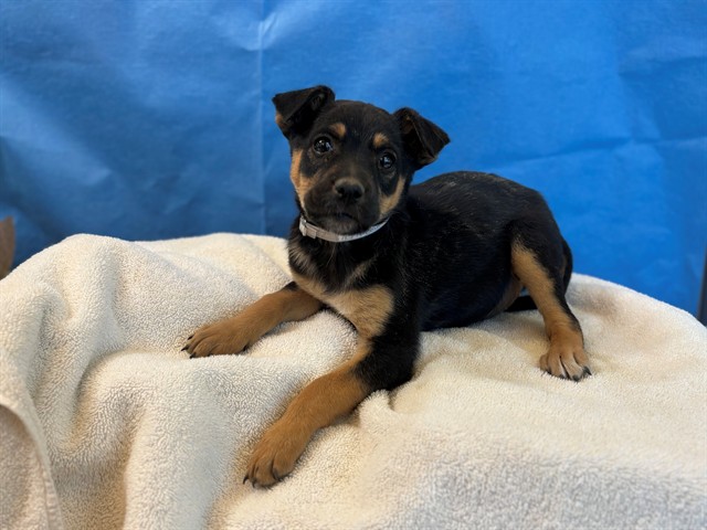 Puppy 4