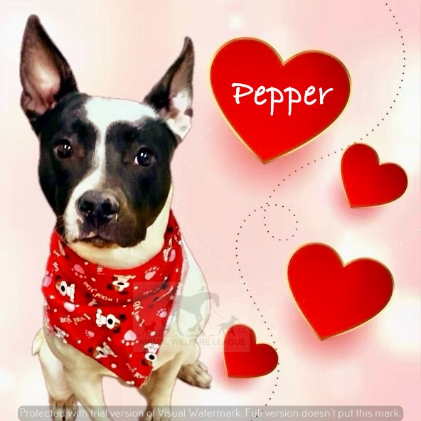 Pepper