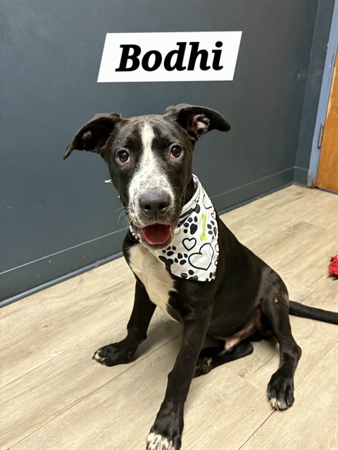 Bodhi