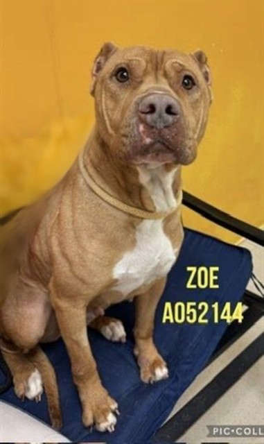 Zoe
