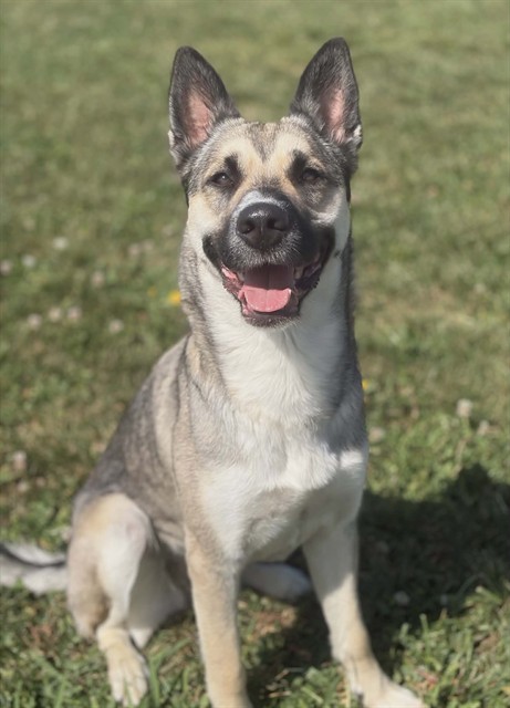 Kota
