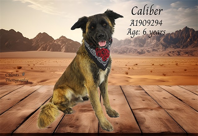 Caliber